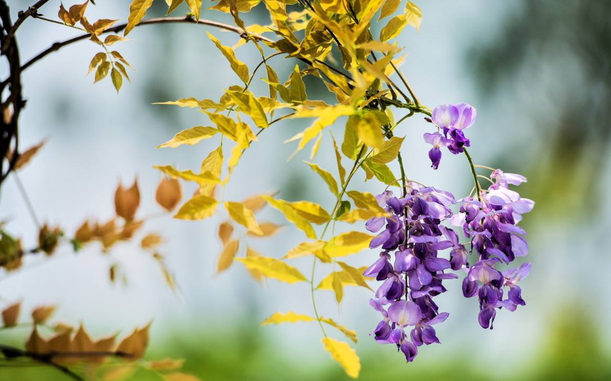 【诗词鉴赏】古诗词里的紫藤花，花团锦簇，如梦似幻！