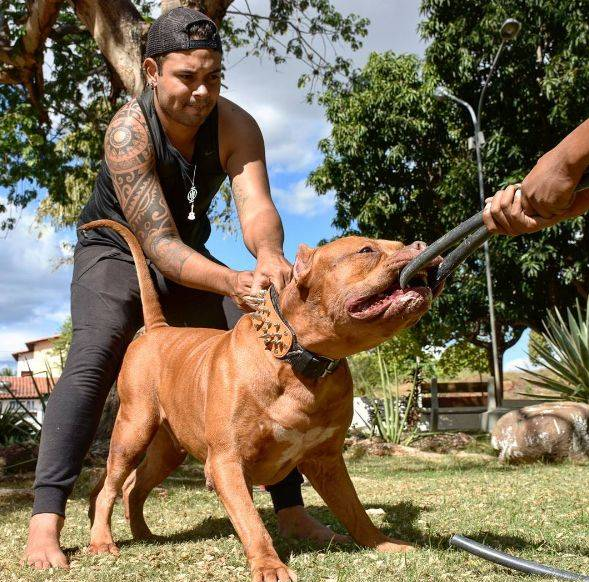 十只比特犬和一只老虎关一起,老虎能坚持多久,老虎:大概45天