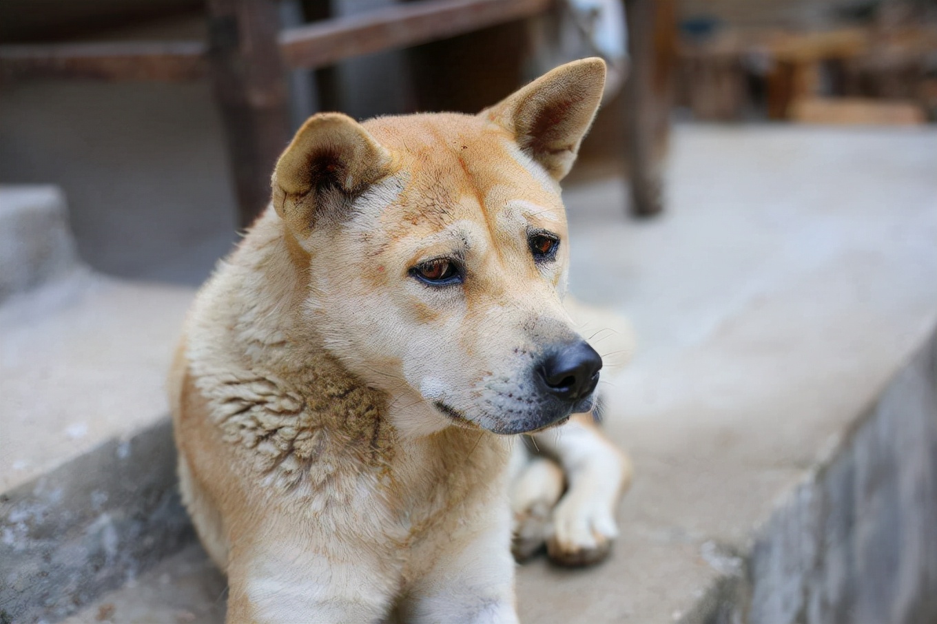 **十大最聪明服从犬种排名：黄金猎犬、德国牧羊犬等高智商狗狗训练指南**