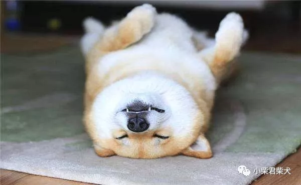 柴犬多少钱一只？2020价格大盘点