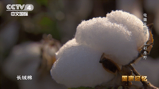 17位老人在宾馆地毯上睡了一夜，他们是谁？