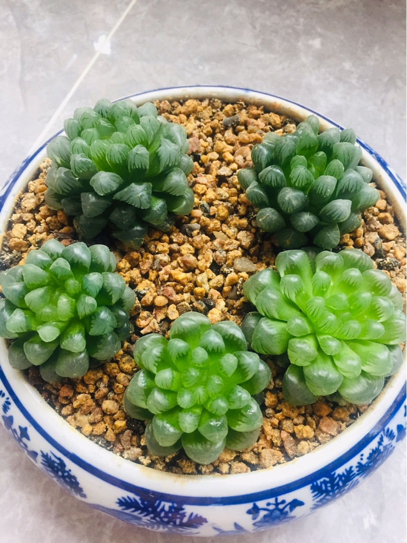 卧室放3类盆栽植物，改善空气，平时睡觉更舒心