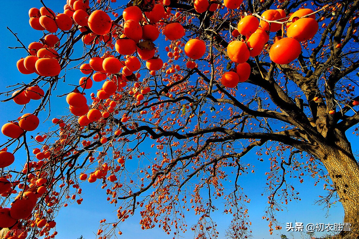 秋天描写柿子树的优美句子_晶羽科技