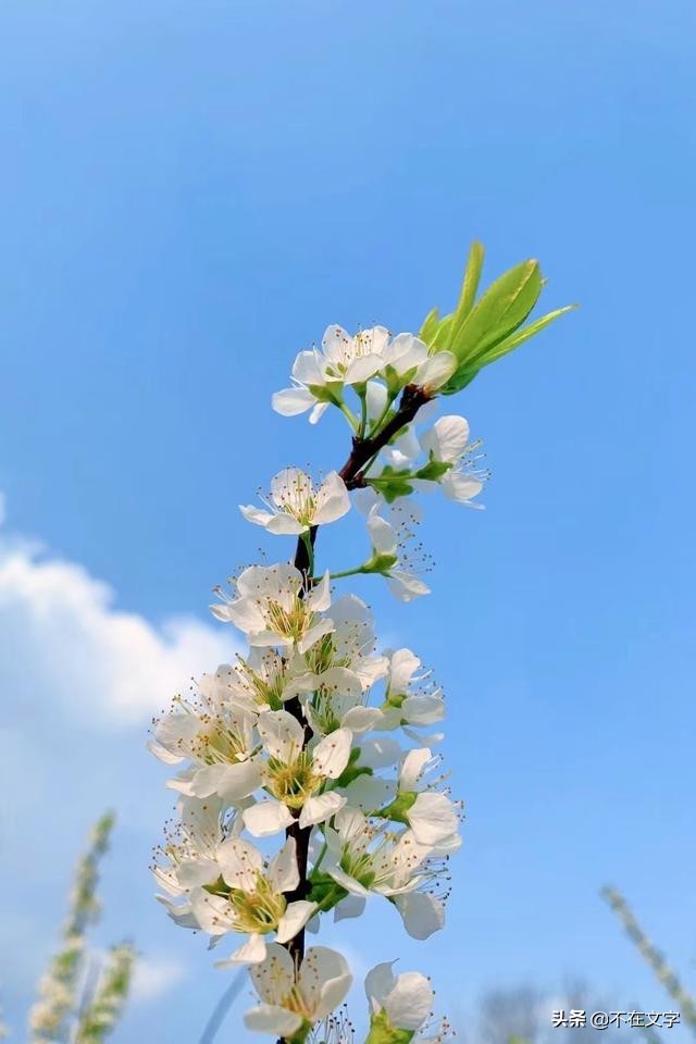 花带来的美好心情说说(花带来的美好心情说说秋天的句子)