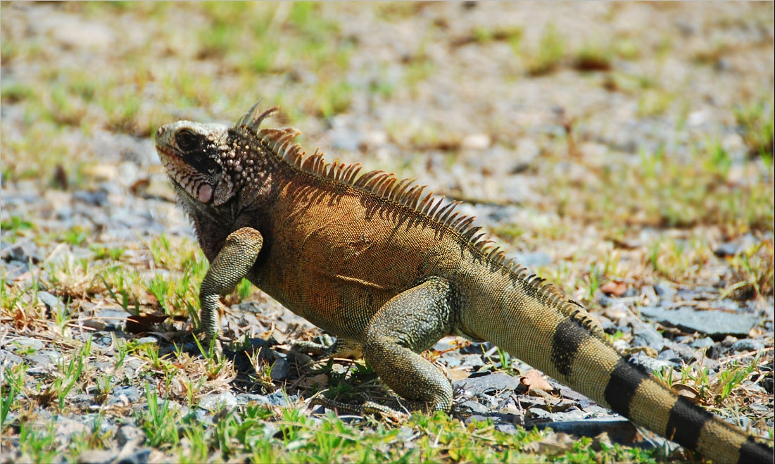 1.5米长！湖北居民家闯入美洲绿鬣蜥 为何会出现美洲外来物种？