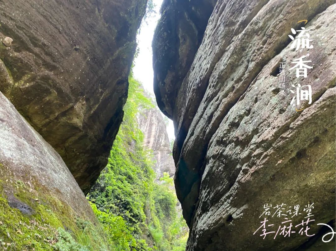 我喝岩茶从不喝别的，只认牛栏坑肉桂，这是我的口粮茶