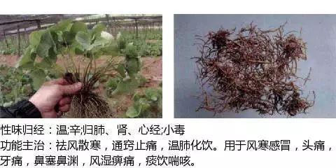 300个中草药图谱（附主治功效），知道一半就太牛了（上）