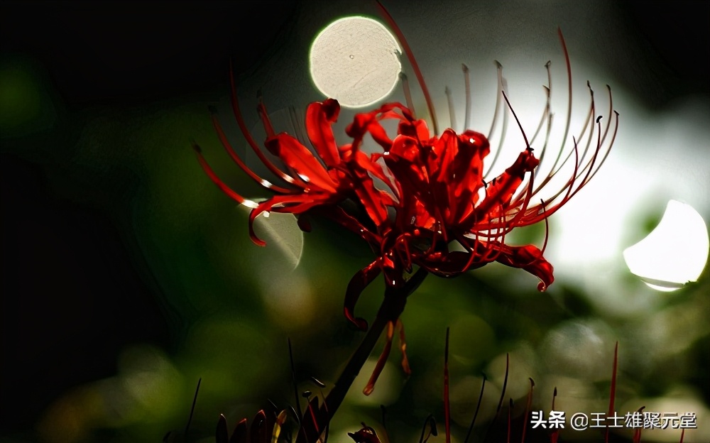 曾经火遍校园的彼岸花，你还记得吗？