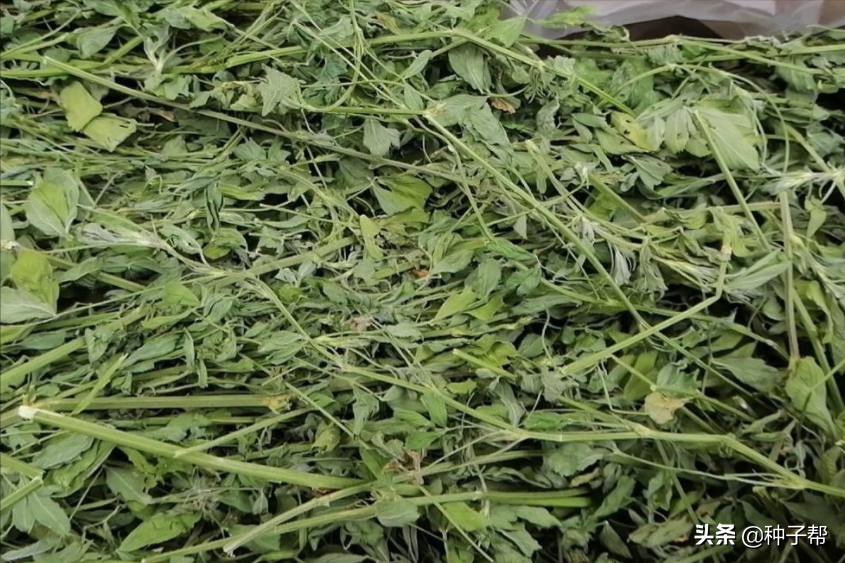 牧草干草的加工，和調(diào)制方法，如何讓禽畜在冬季吃上優(yōu)質(zhì)干草？