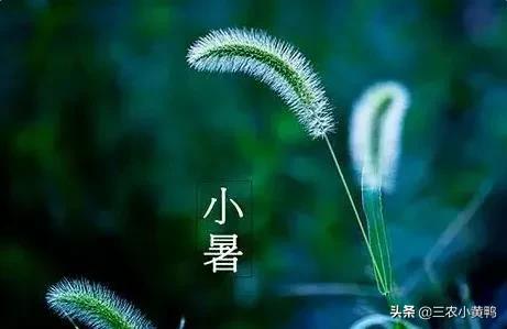 7月7号小暑，小暑刮风预兆什么年景？农谚俗语有预测，早看早知道