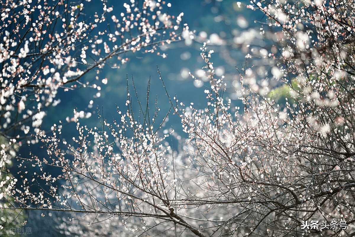 杨花榆荚无才思：韩愈七绝《晚春》有讽刺之意么？