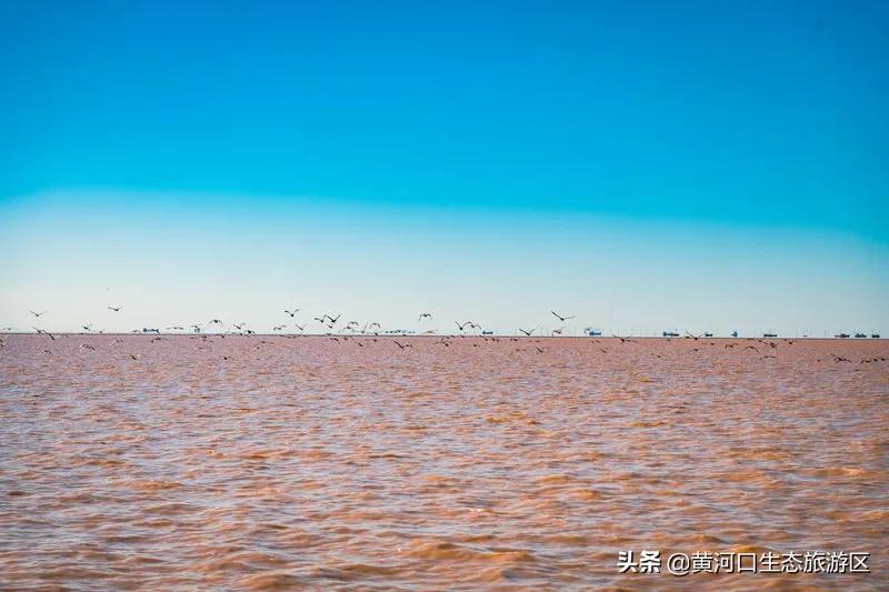 【黄河口生态旅游区】冬日暖阳 静享时光