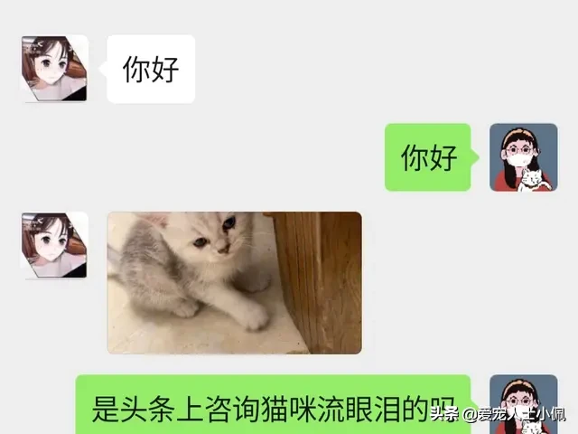 猫咪为什么会流眼泪？是猫咪感觉到了悲伤还是猫咪生病了？