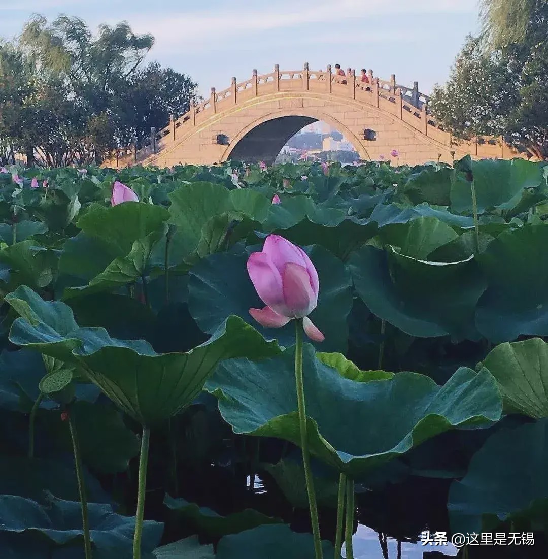 荷花几点开放（几处早荷邀人醉宜兴赏荷地图请收好）