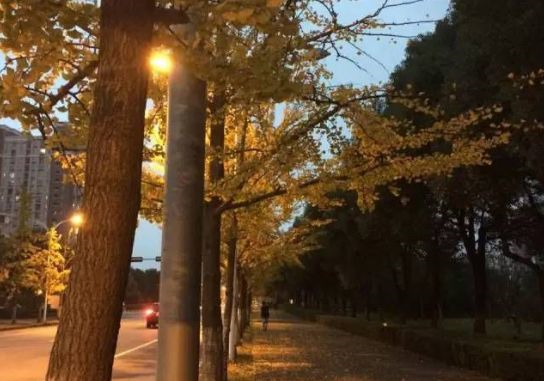 苏州大学银杏季，预约参观开始啦！开放14天，共10800个名额