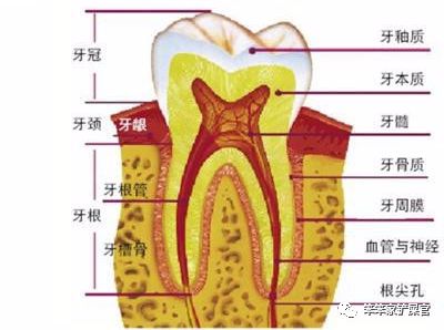 猫咪最危险的「牙齿高发疾病」，一旦发生就需要拔牙治疗