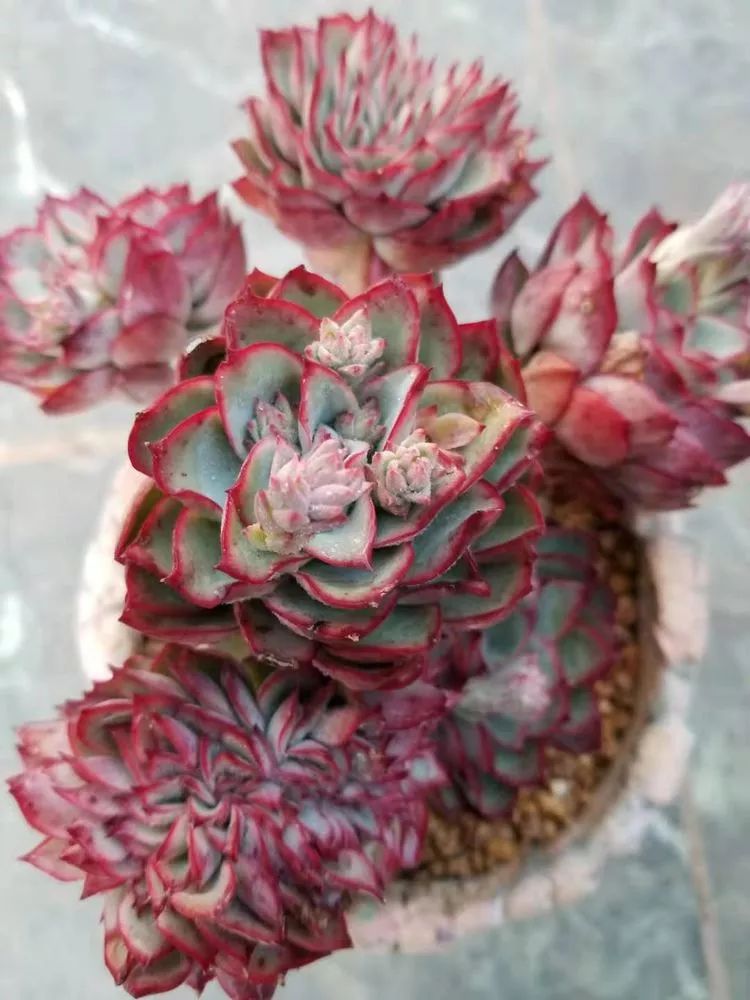 爱机车，爱多肉，宝妈花姐的诗和远方
