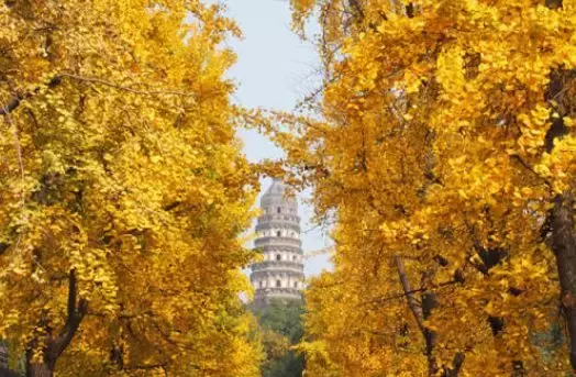 苏州大学银杏季，预约参观开始啦！开放14天，共10800个名额