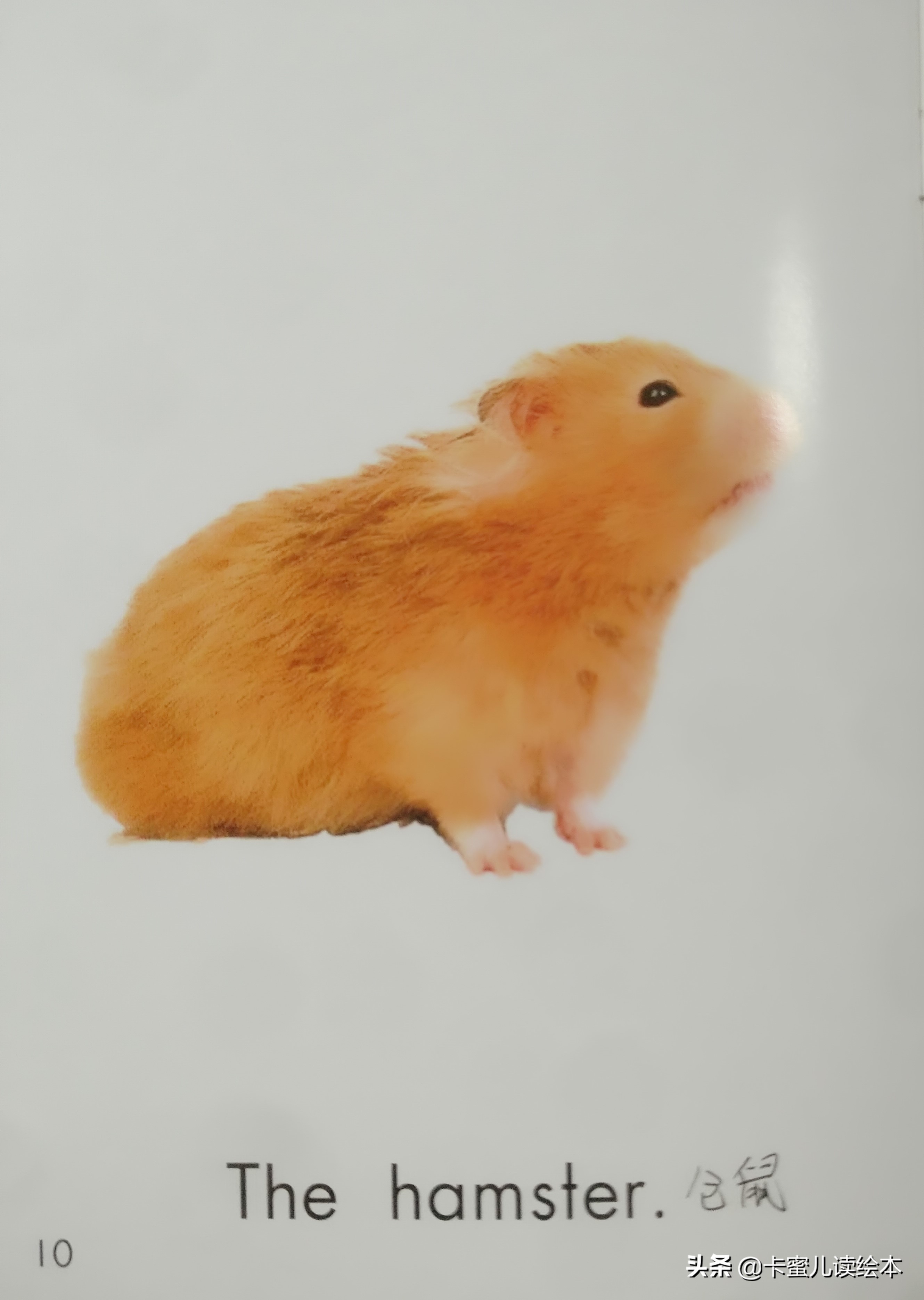 英文有声绘本故事《Pets》宠物