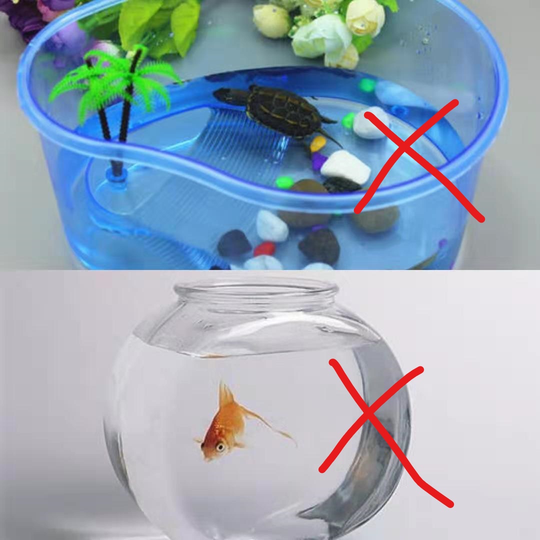 如何养乌龟（养乌龟最详细的攻略图文并茂）