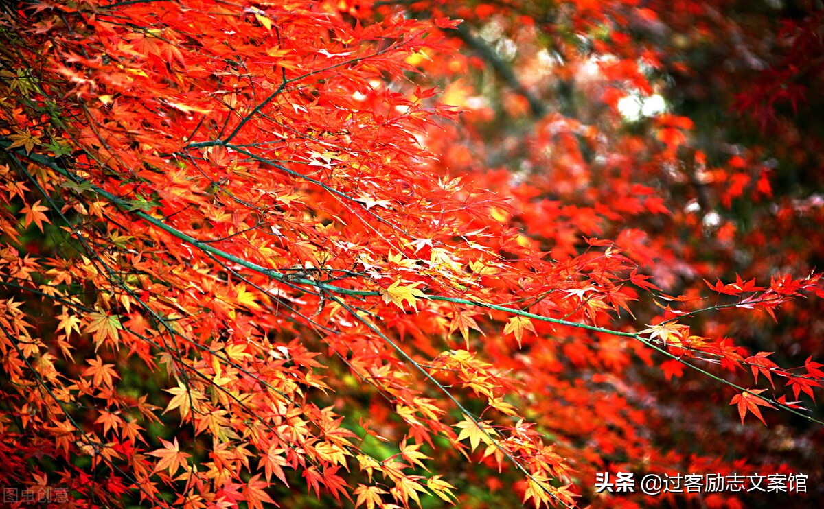 头条涨粉秘诀：你的粉丝为什么涨得这么慢？千粉权益的开通方法？