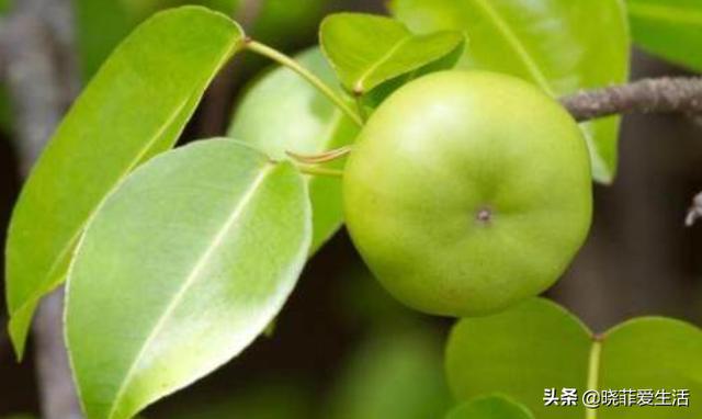 认识植物界的“六大毒树”，看到“绕道走”，涨姿势不吃亏
