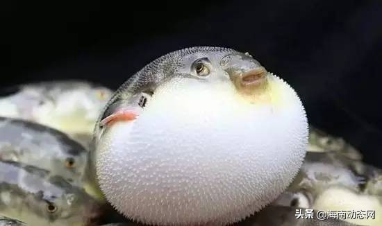 海魚圖片大全,海魚圖片大全及名稱
