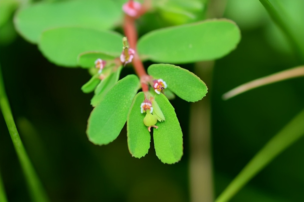 夏至草简介（几种农村常见的草药详细介绍）