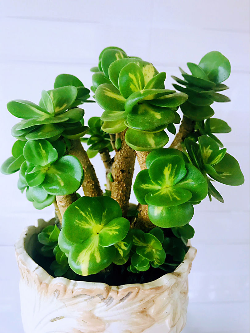 总是被忽略的"宝贝花",全身长满"铜钱"叶,养在家里特养人