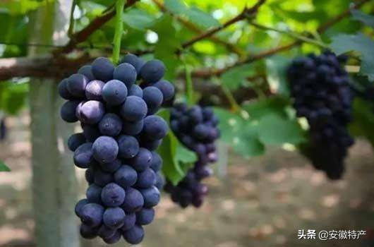 安徽十大特色水果，你吃过几种？