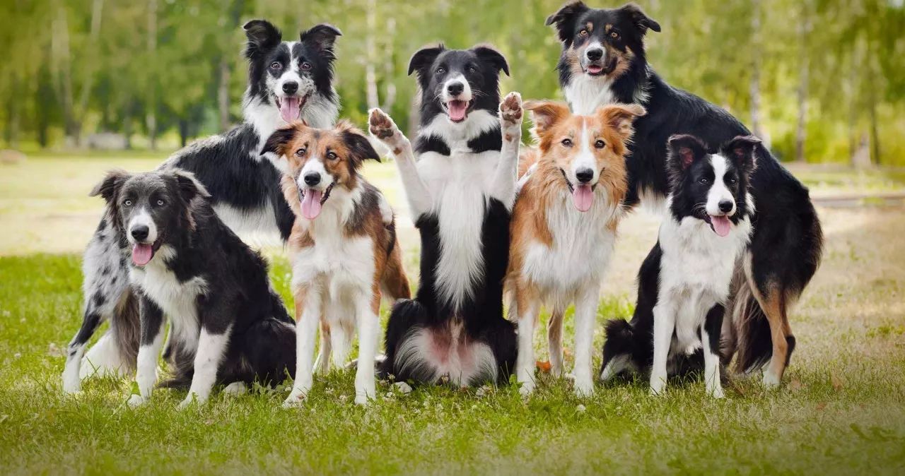 “穷养”边牧犬指南