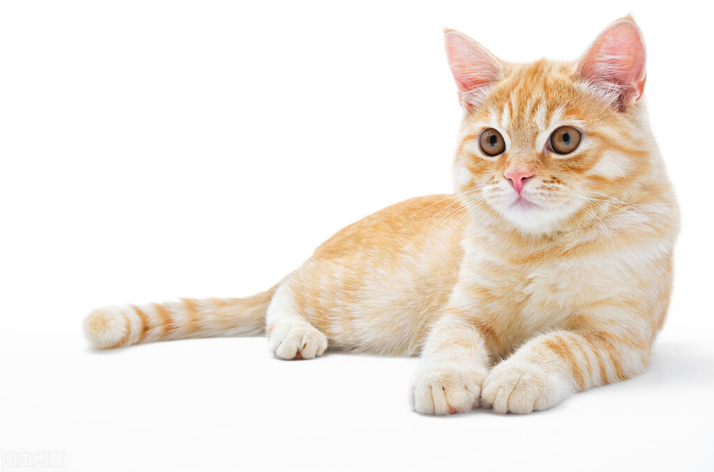 适合上班族的国产猫粮测评推荐、性价比高的猫粮选购指南