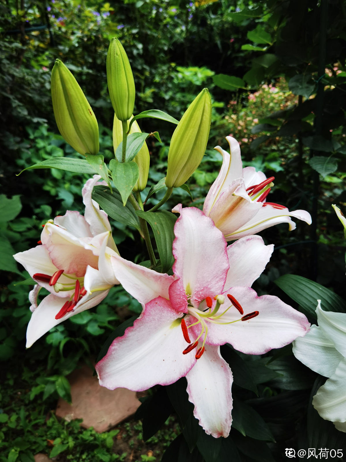 乔迁之喜应该送什么花最合适（乔迁送什么鲜花比较好）