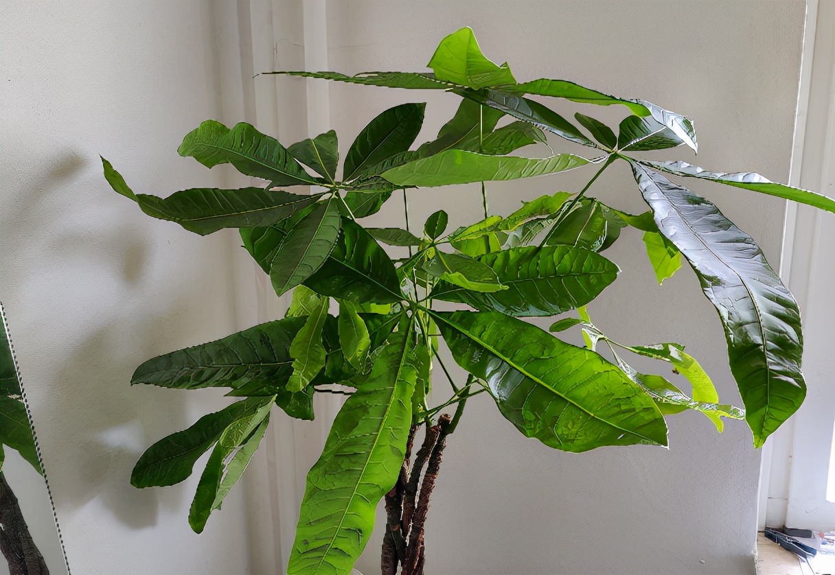 卧室放什么植物最旺财（卧室放4种植物旺财又健康）