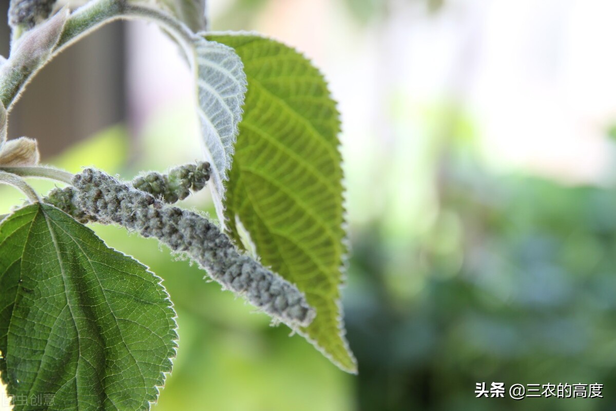 乡野间的“野菜”一年四季都有，但你不一定认识，看你吃过几种？