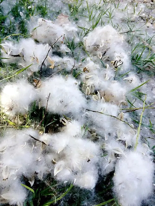 柳絮是柳树的种子还是柳树的花(杨絮与柳絮的区别)