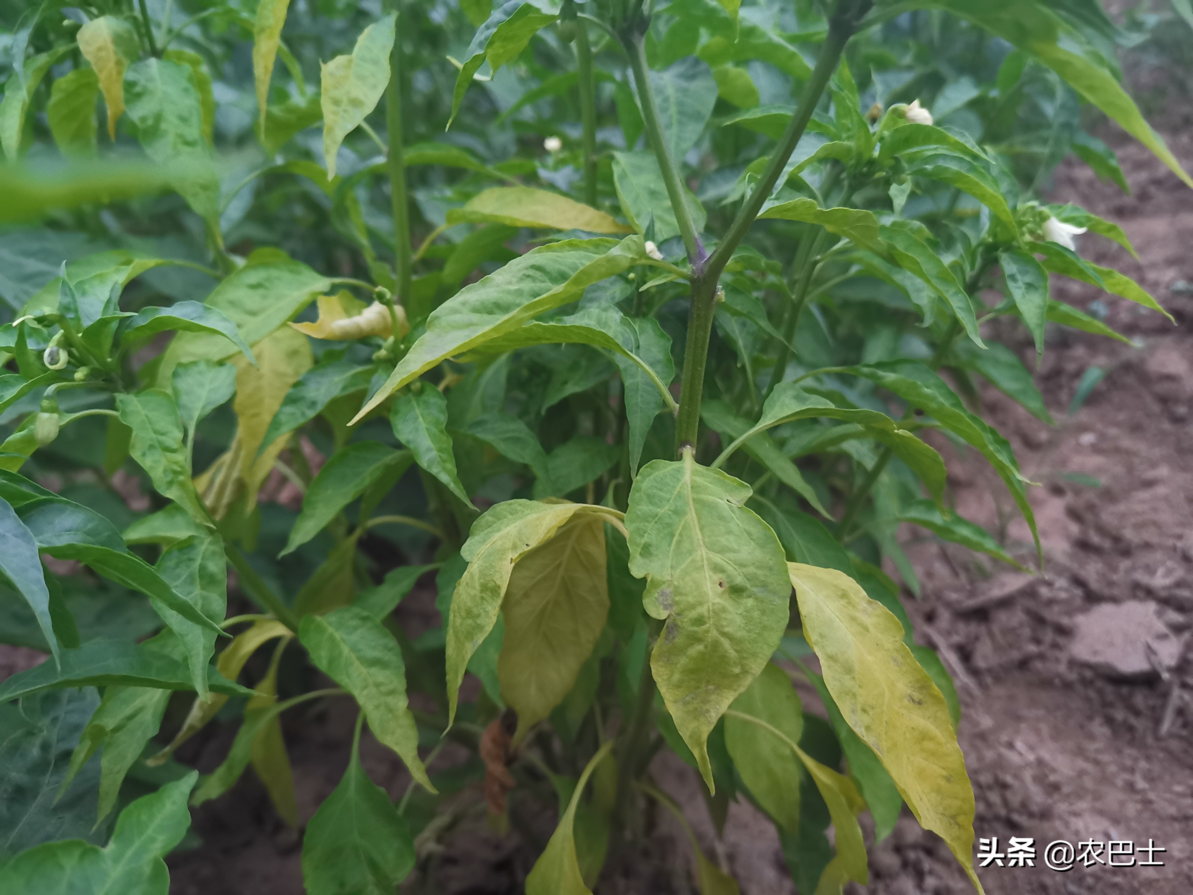 辣椒疫病猖狂至极,多日连阴雨是罪魁祸首.农民:今年白种了?