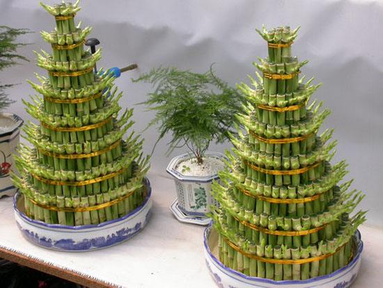 冬季水培富贵竹黄叶，做好这4点，叶片绿油油！