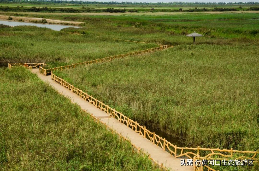 【黄河口生态旅游区】我已最美 欢迎回家
