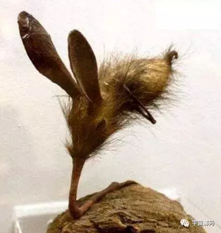 鼻行兽真的存在吗（详解最神秘的鼻行动物）