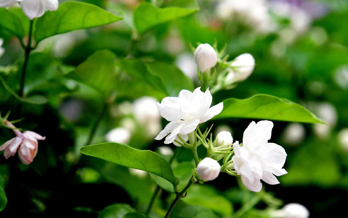 学会正确修剪茉莉花，不仅苗壮株型美，而且还可开花多