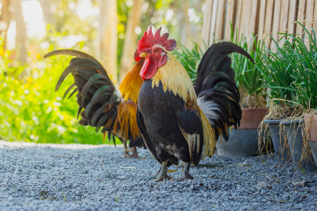 公雞為什麼打鳴公雞每天準時打鳴的原因