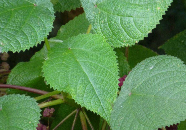 认识植物界的“六大毒树”，看到“绕道走”，涨姿势不吃亏