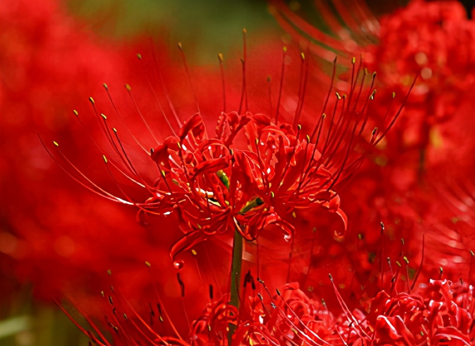 这4种花，再喜欢也别乱送人，容易“反目成仇”