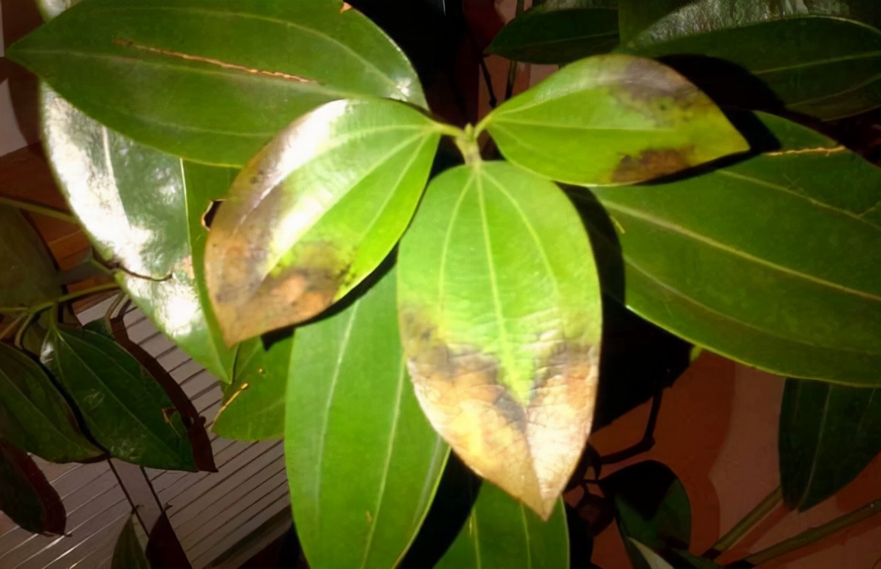 你过来,我告诉你秋冬季植物怎样养护?