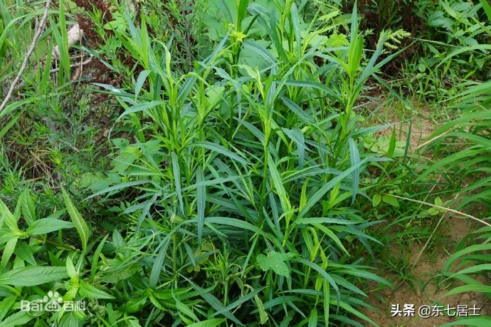 外来入侵物种——钻形紫菀