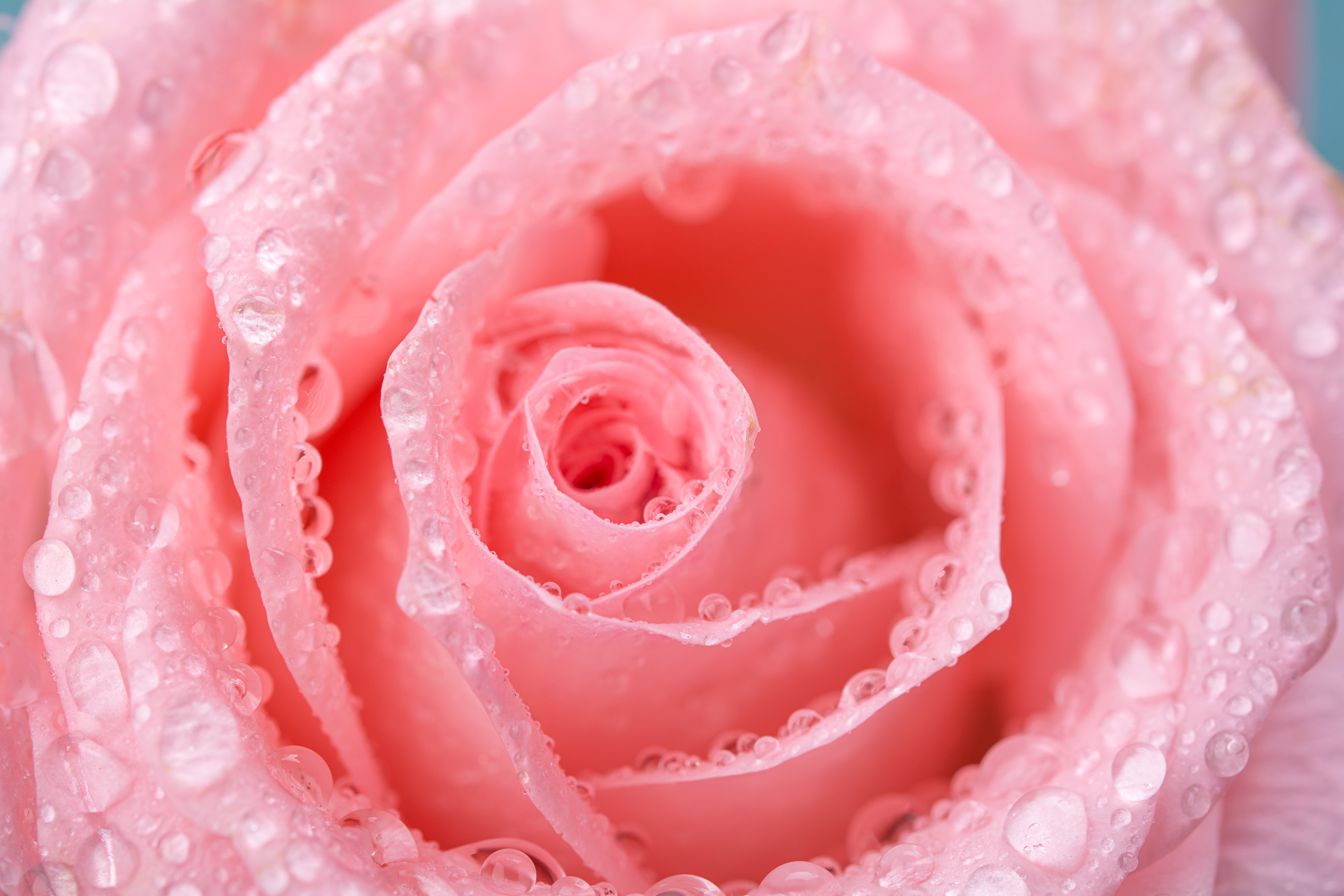 补水神器·玫瑰花露丨天然护肤精粹，缓解皮肤干燥