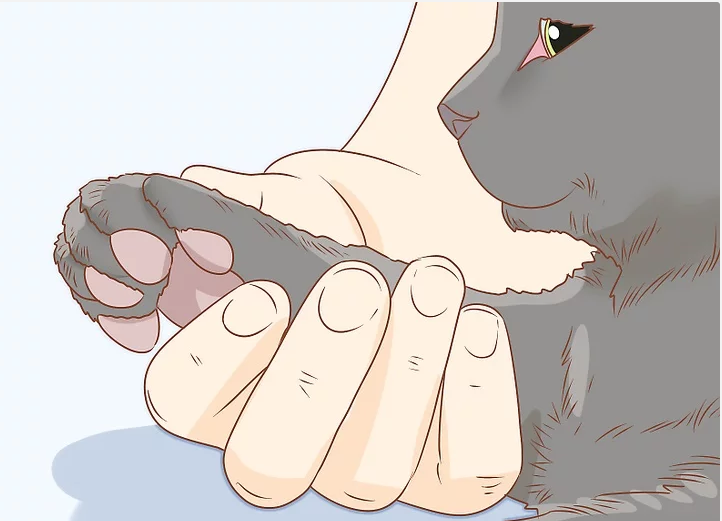 怎样给猫咪剪指甲？收下这份剪指甲攻略，让你的猫咪不再抗拒