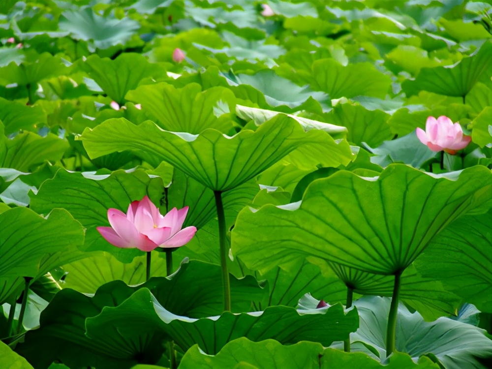 家里的大缸,装满水种上这些植物,种出唯美的水景