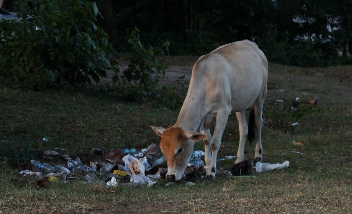 牛胃液可以分解塑料，并且安全无害？白色污染得靠牛解决？